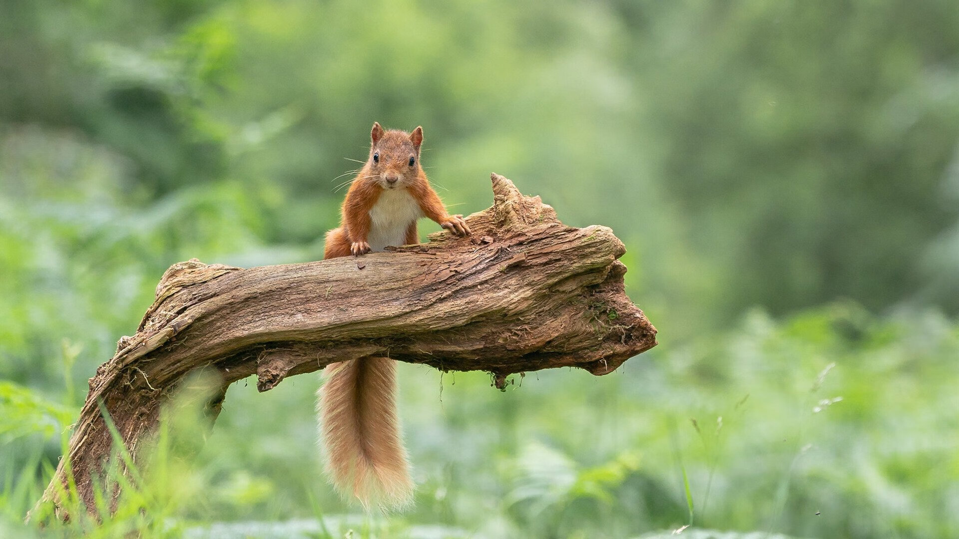 爱游戏大厅-绿茵场与乒乓台，两个战场，同一种统治—波兰绝境翻盘与马龙君临天下的竞技哲学