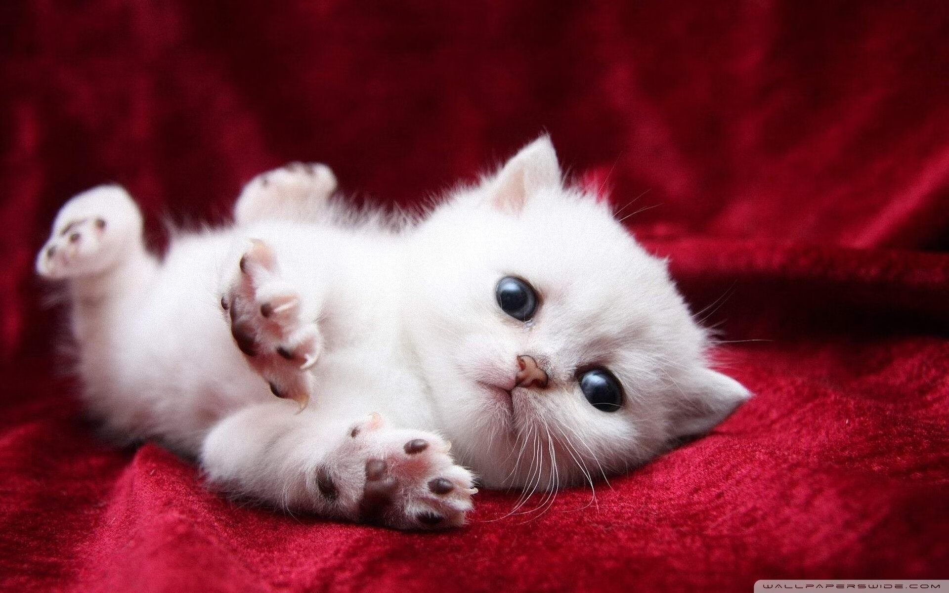 唯一性的胜利，梅德韦杰夫拉沃尔杯力克蒙特卡洛大师赛，刷新历史纪录