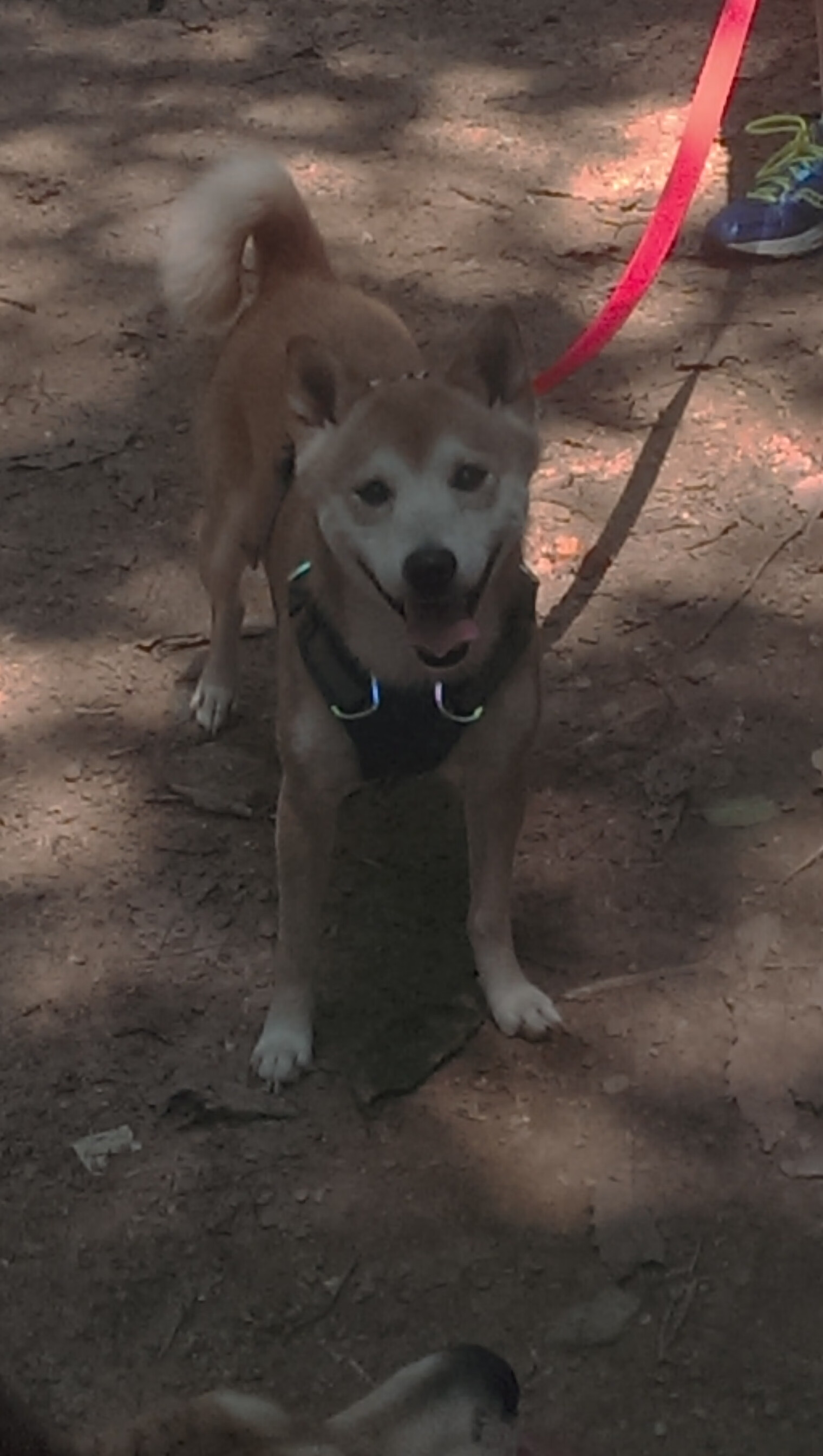 爱游戏娱乐-双线奇迹，瑞典军团绿茵横扫，梁靖崑球台孤胆制胜—同一天的两场征服