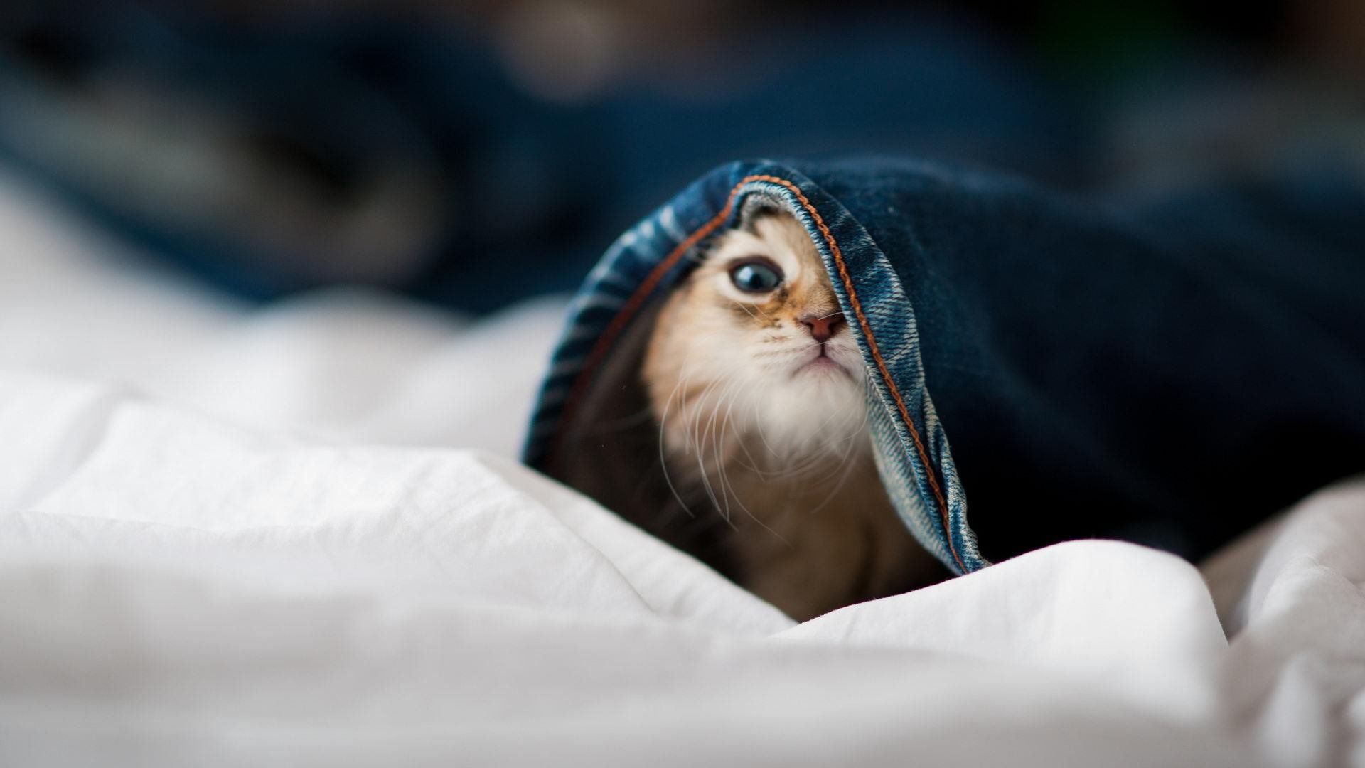 双子星战略破局，皮亚斯特里一役扛旗，威廉姆斯绝地翻盘哈斯背后