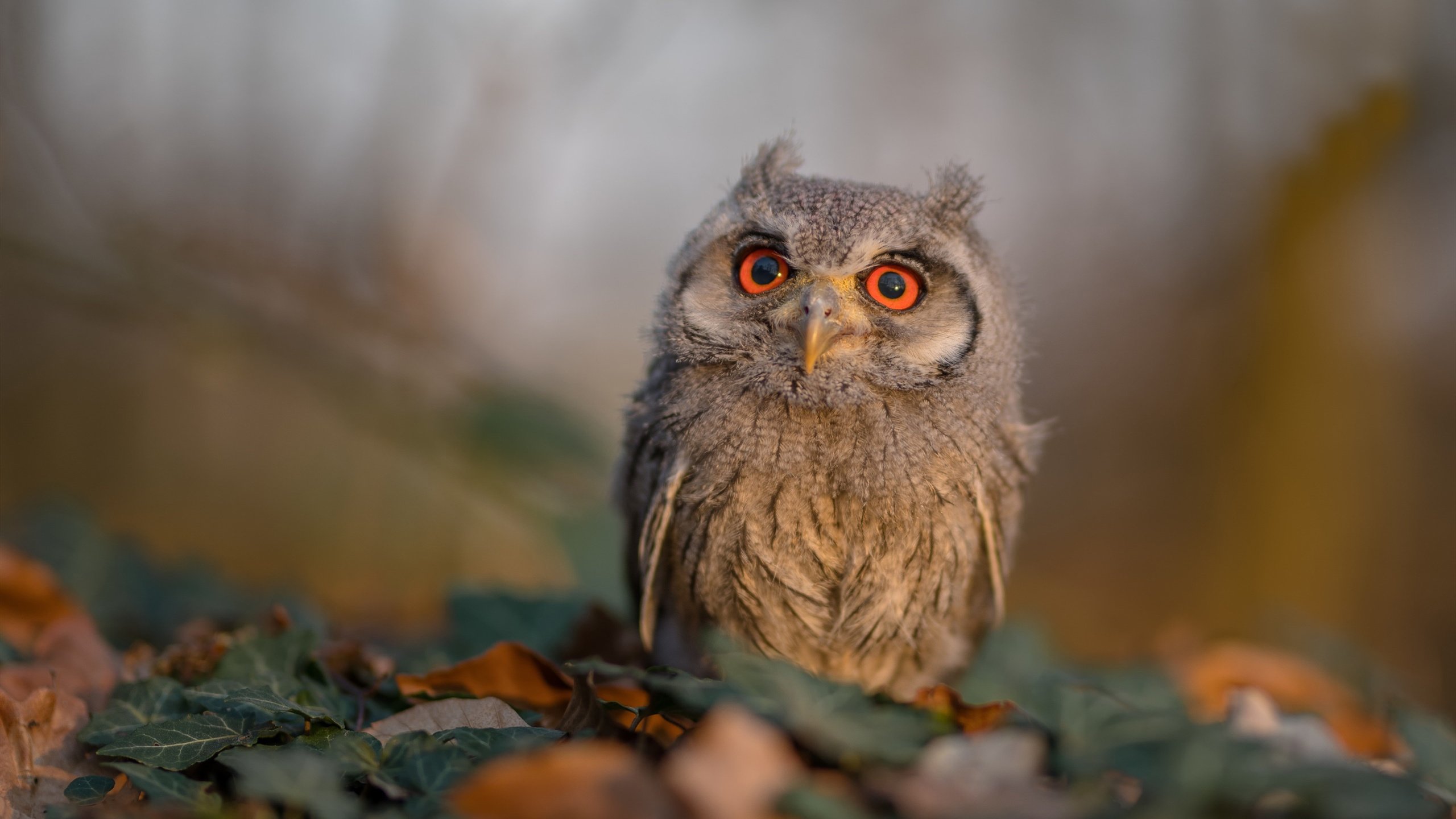 爱游戏APP-圣洁的征服者，当巴斯托尼的怒火点燃贝蒂斯，单节击溃威尔士的铜墙铁壁
