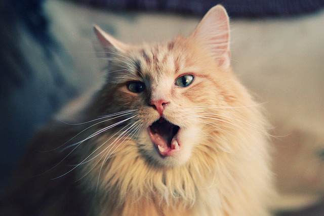 鹰击高原与极速争锋，当唯一性在两个赛场同时上演