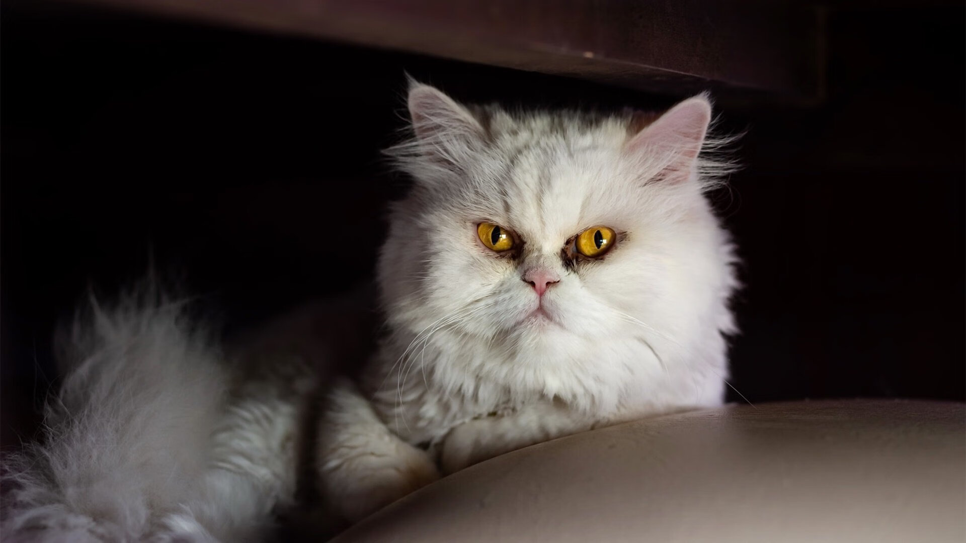 金字塔般的防守锁死波兰，皮克如尼罗河般带动全队节奏