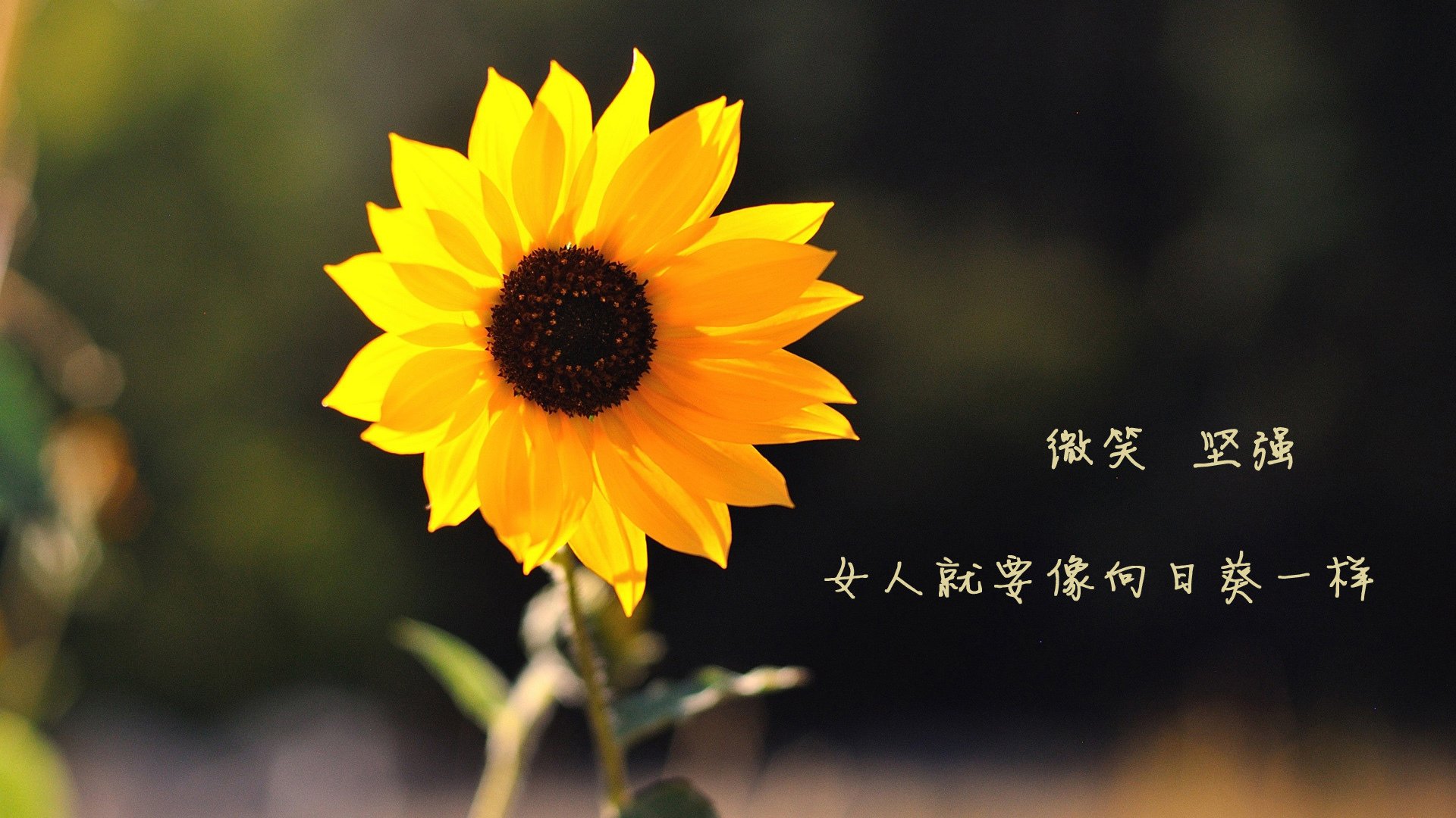 爱游戏tv-国王归来，爱德华兹单节爆发，华南虎王朝遭遇天降王权