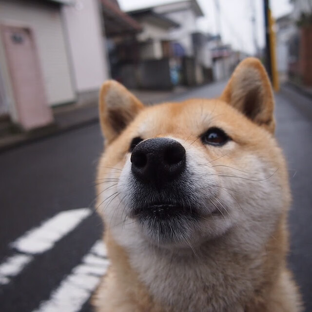 马克西棋局，王者运筹帷幄，上海队险胜黄蜂的致命一击