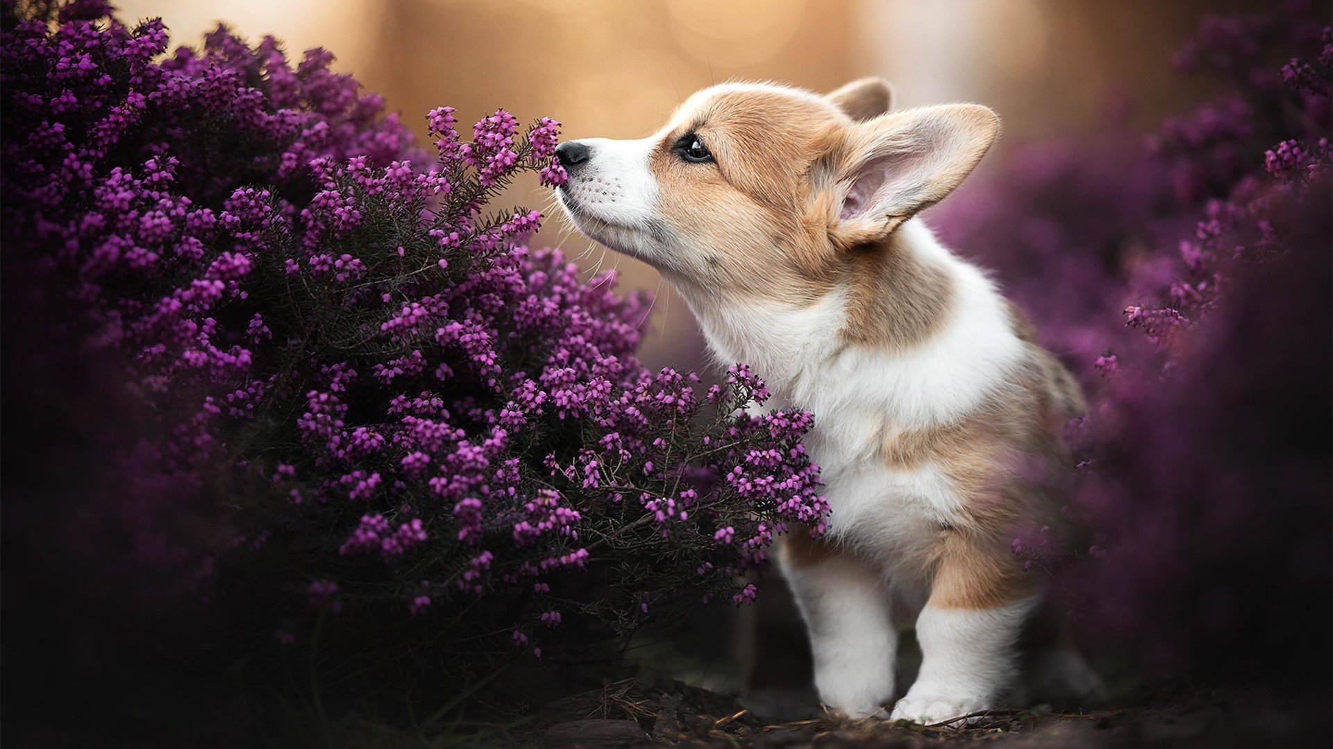 变速齿轮，武切维奇如何以一己之力掌控雄鹿与奇才的攻防命脉？