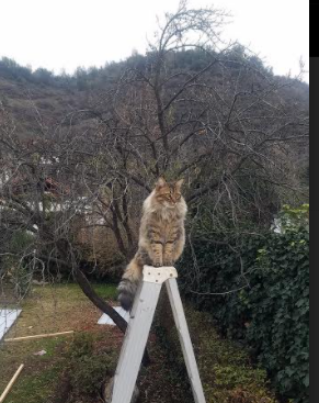 爱游戏tv-欧文单骑破辽军，骑士全方位压制展霸主气质