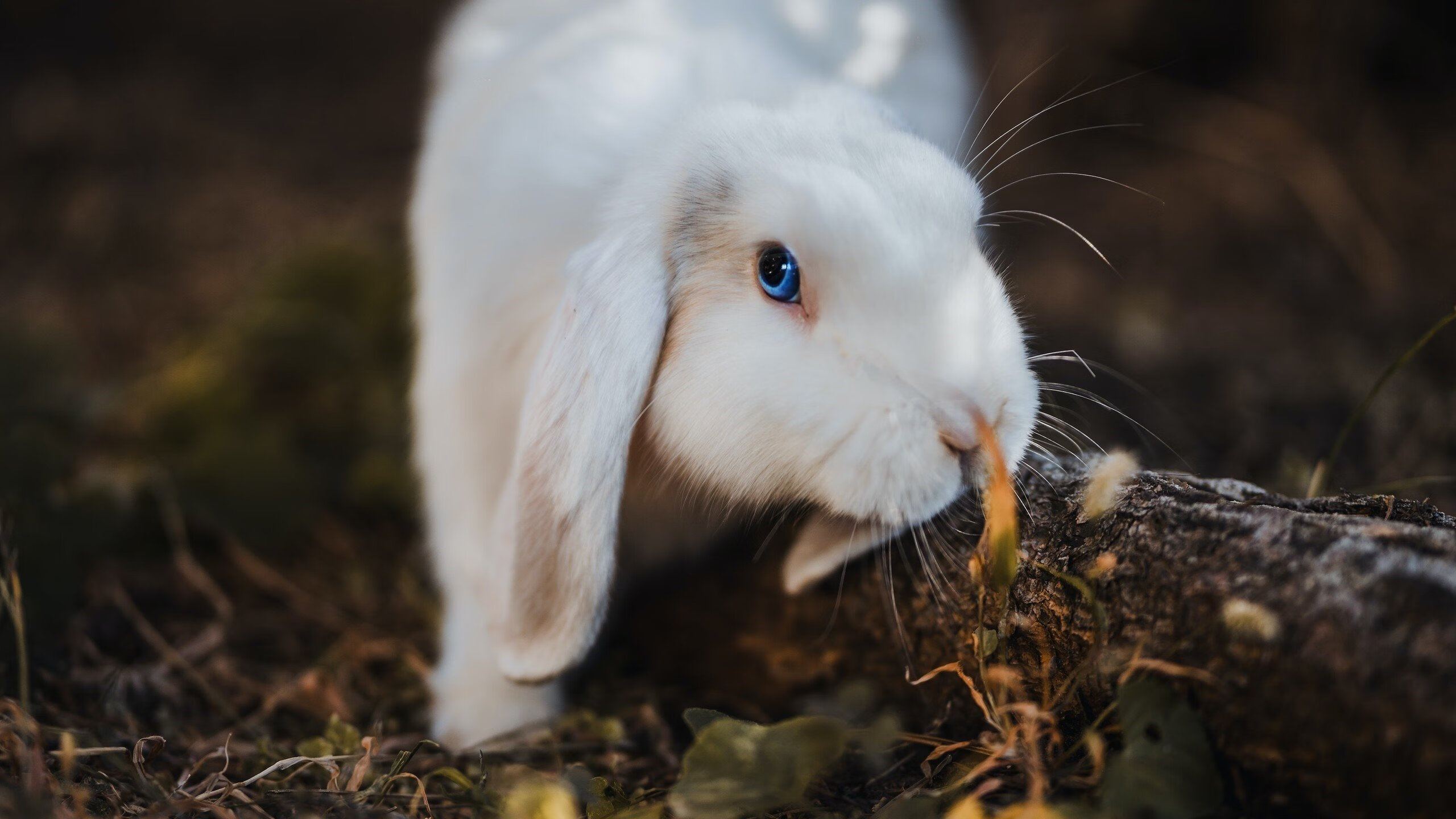 欧文单骑破辽军，骑士全方位压制展霸主气质