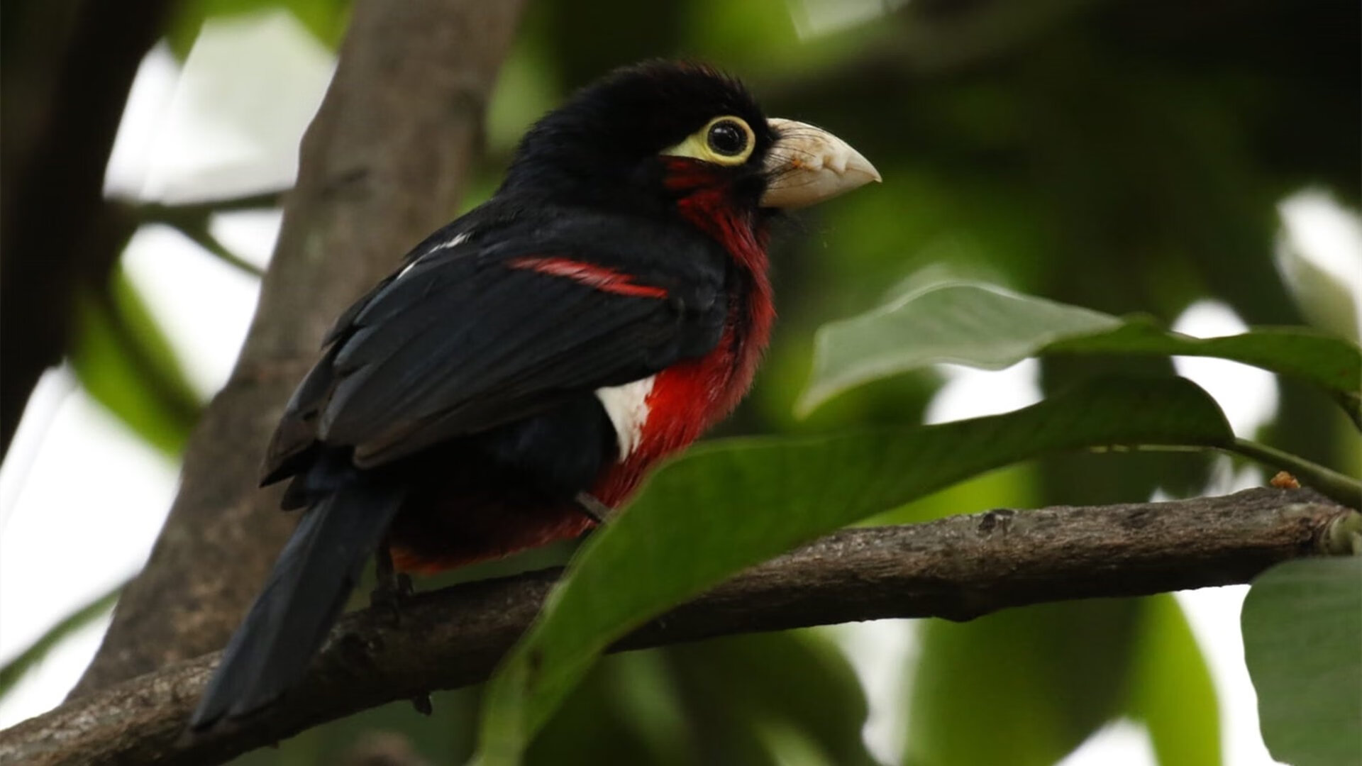 当独行侠遇上北京队,篮球会说话吗?