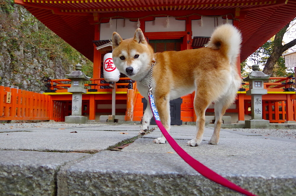 风驰电掣间，猛龙撕裂京城—论顶尖竞争的两种形态