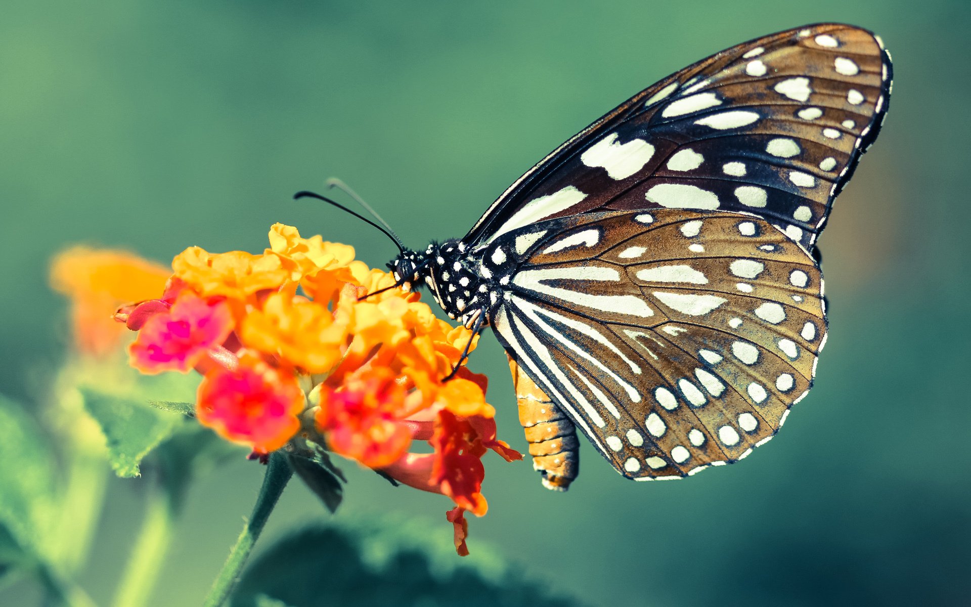 爱游戏-活塞破壁，当传统强队广厦倒下，英格拉姆加冕关键先生