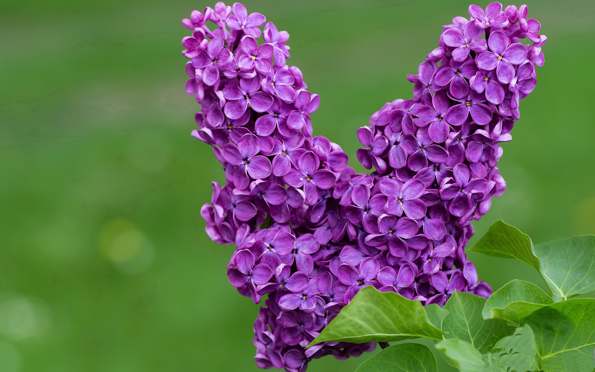 超越定义的夜晚，小贾伦与那场撕裂命运的五分钟