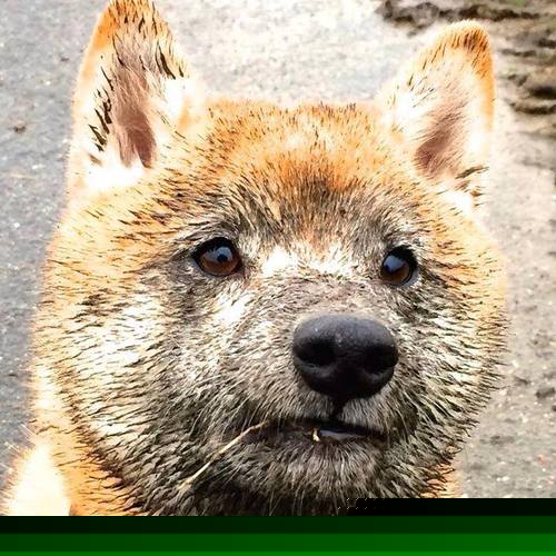 爱游戏官方入口-锁链与利刃，当辽宁的团队铁壁，遇见欧冠的孤星闪光