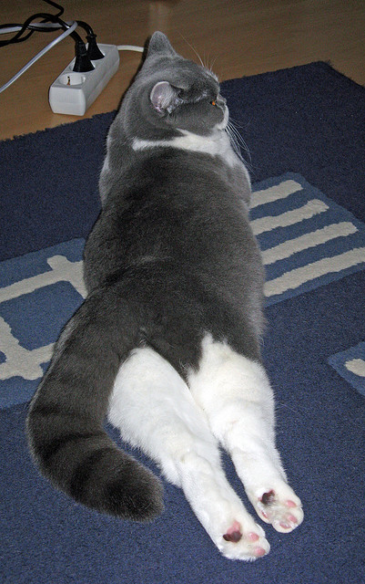 爱游戏-跨洋争冠战，奇才队险胜辽宁队，西亚卡姆关键一击定乾坤