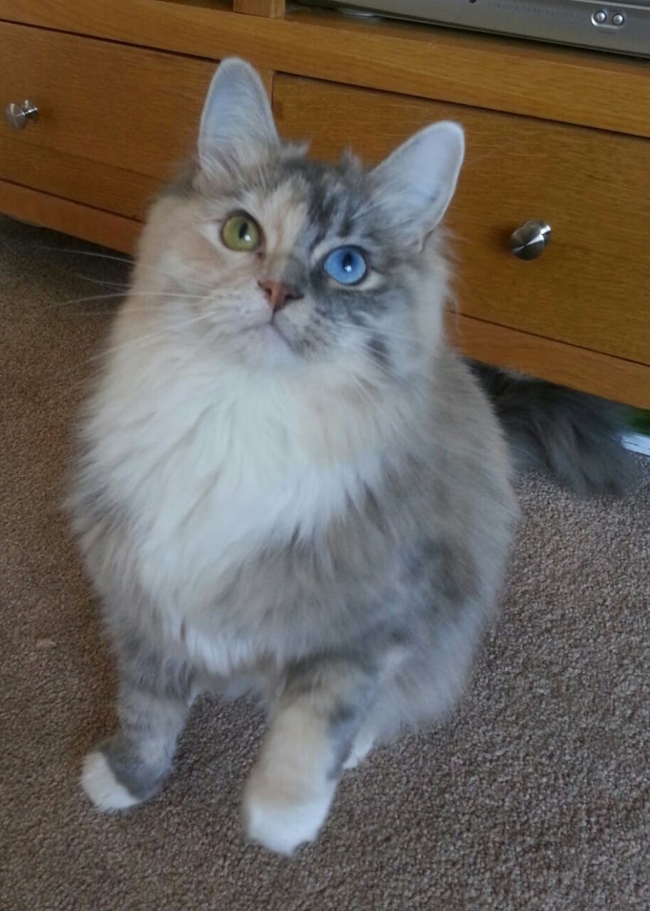 火从地起，星向天燃，文班亚马的燎原之火与鹈鹕的淬炼之路