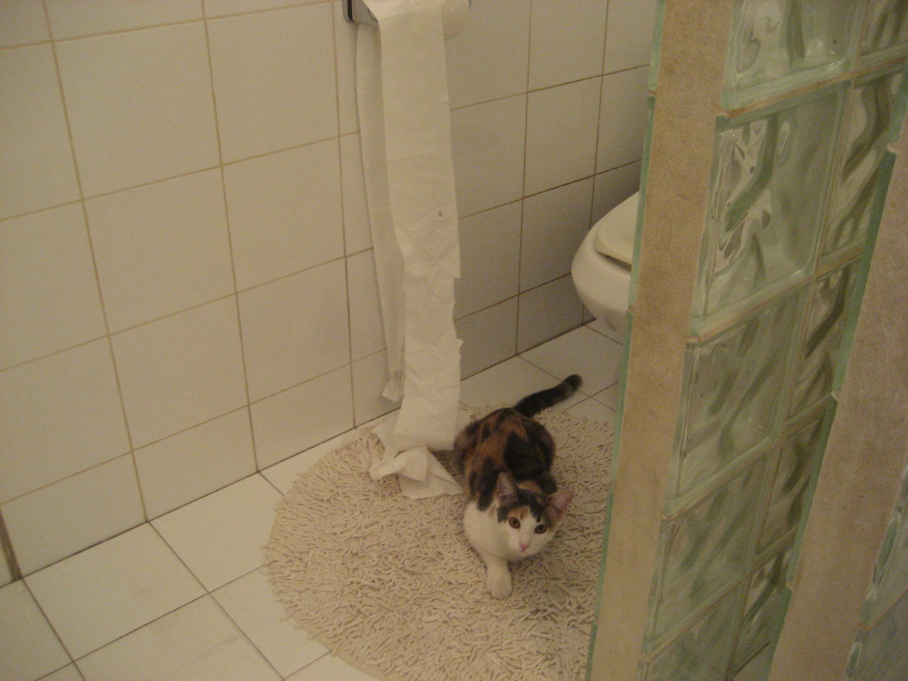 双星闪耀夜,福克斯刷新纪录,森林狼奇迹翻盘