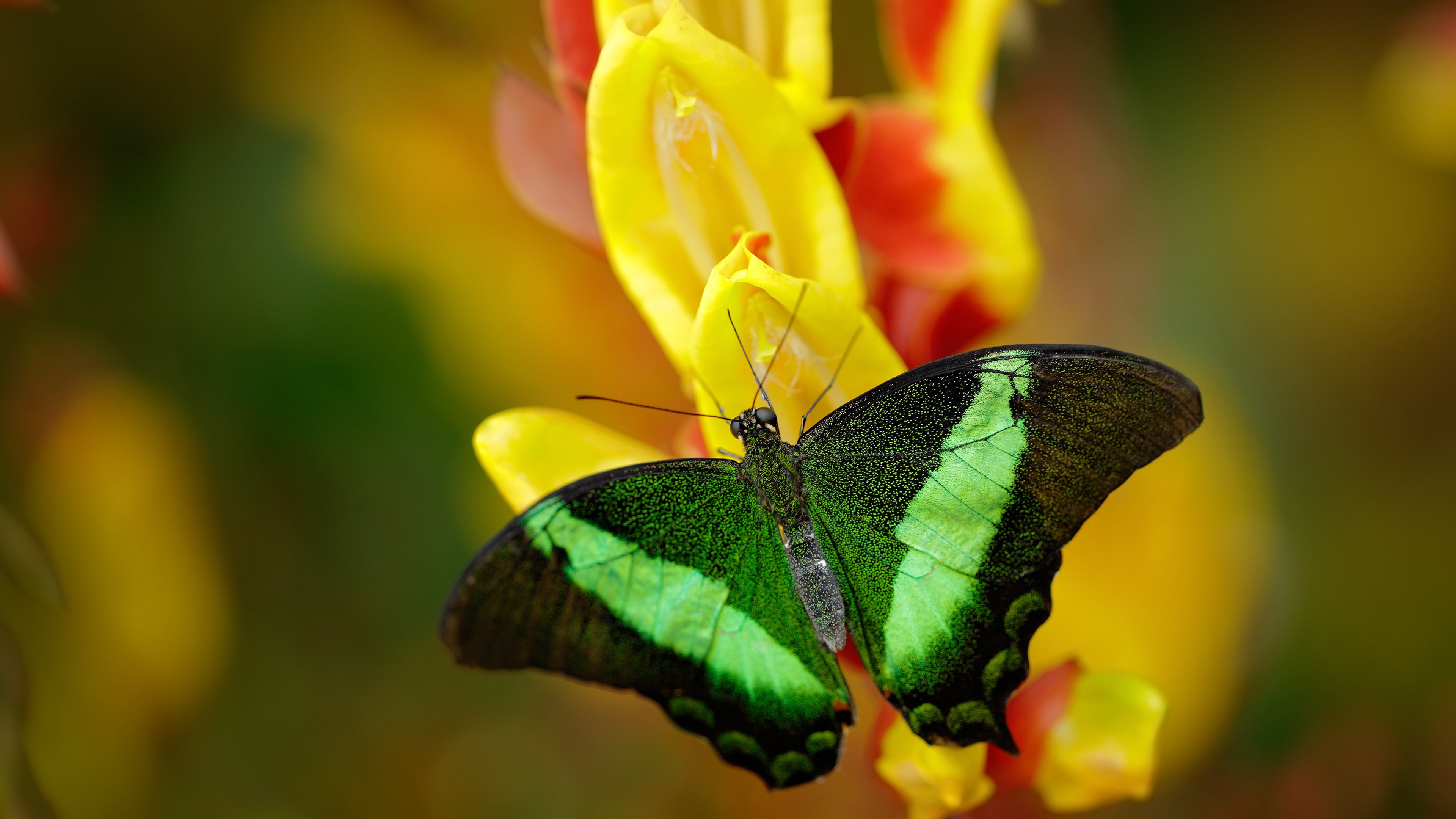 巴西幽灵披东方战袍，解码关键先生罗德里戈的中国战法
