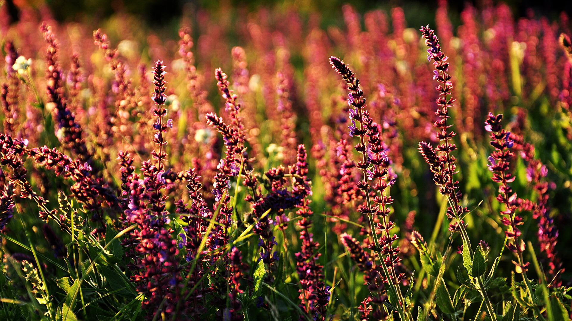 爆发与晋级，利拉德之夜与广东之师的交响诗章