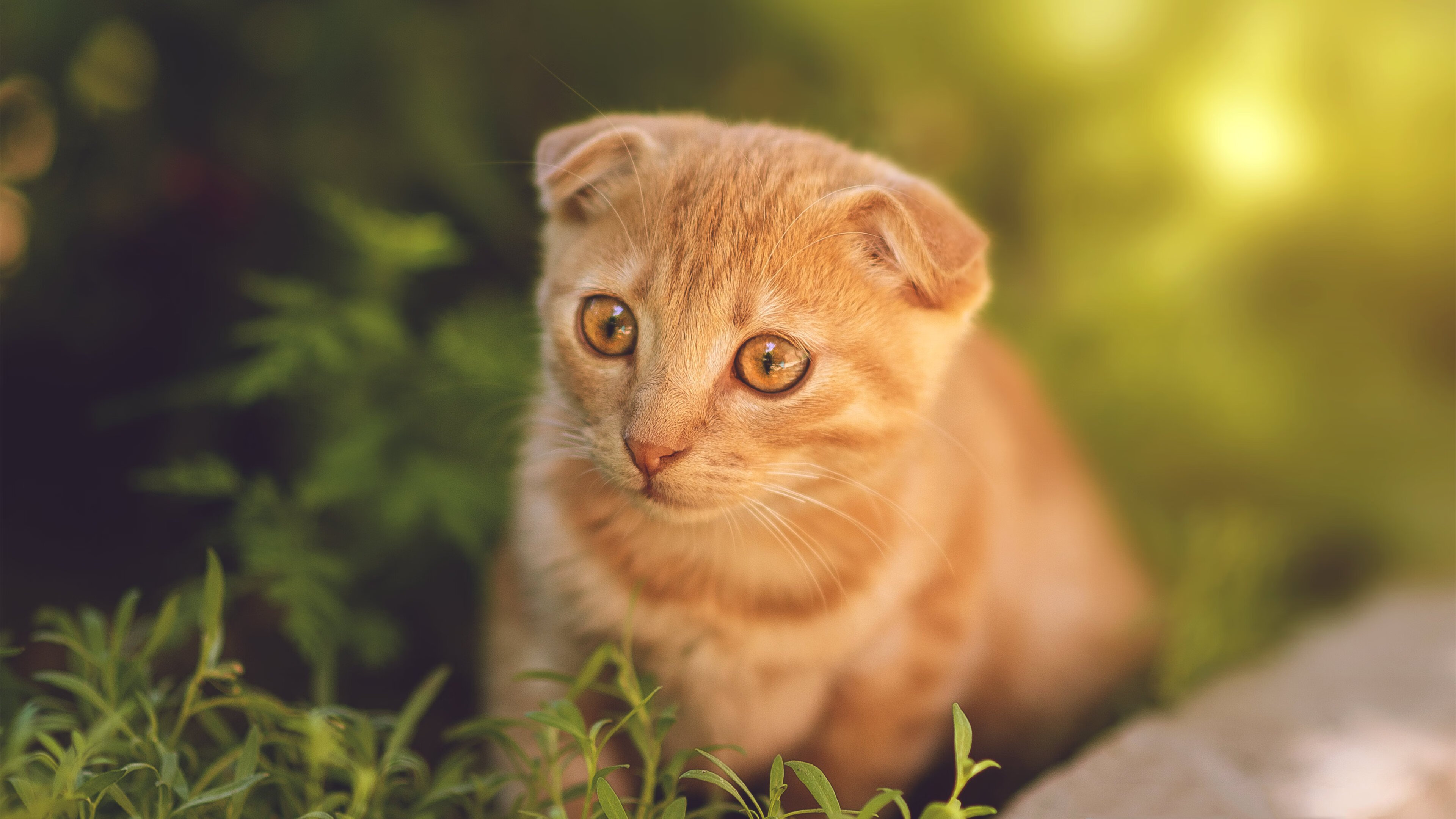 爱游戏体育-他见证红黑之海吞没红魔，厄德高，那个改写欧冠决赛剧本的北欧海盗