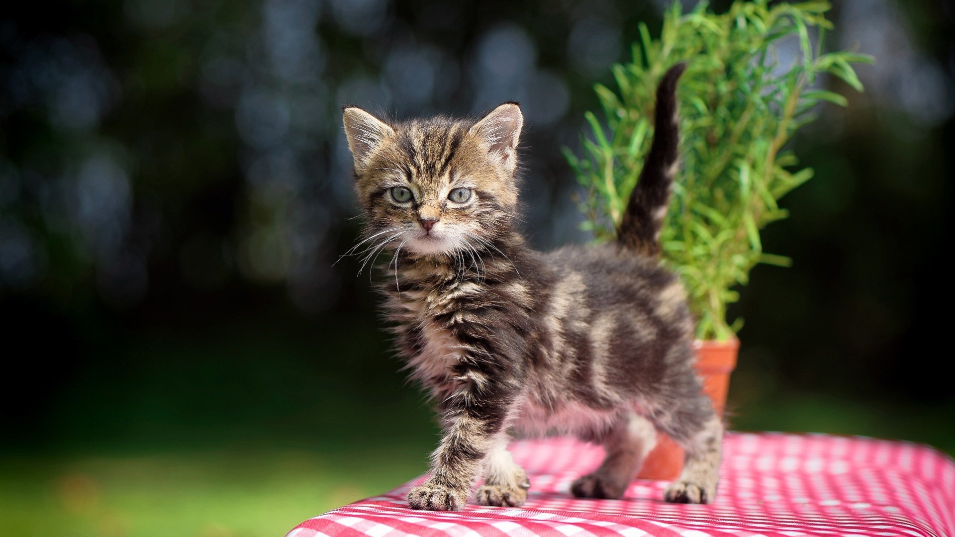 爱游戏体育-新骑士王诞生？广东队强压骑士，布克关键封神