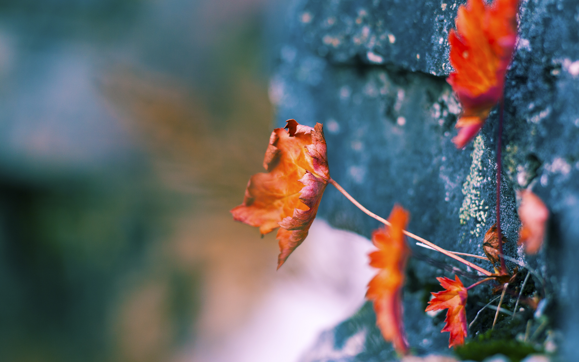 爱游戏入口-磐石之心，从布鲁诺锁死对手到马里北境雪原鏖战