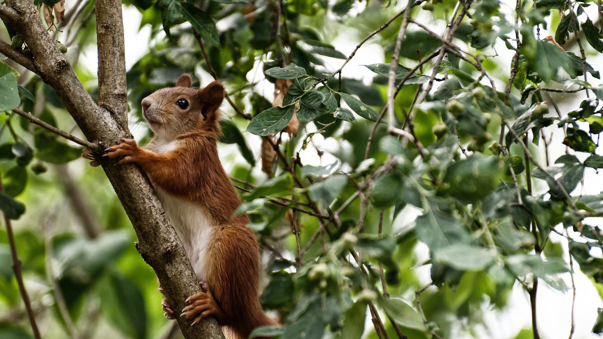跨时空的冠军对话,当加克波的精神蔓延,波兰在平行宇宙击败葡萄牙