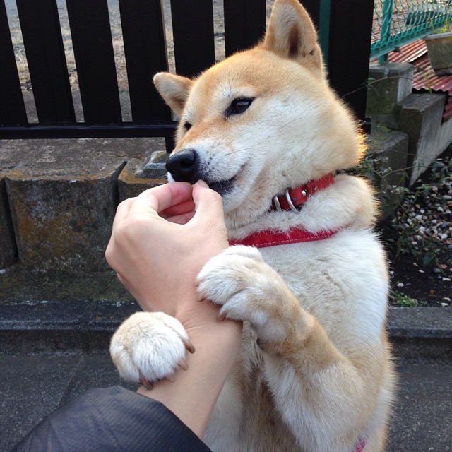 熔炉之夜,巨星诞生,抢七战场上的凯塞多奇迹