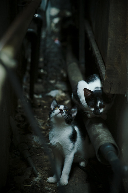 爱游戏在线-蜂刺终显，霍勒迪一役锁定主控之席