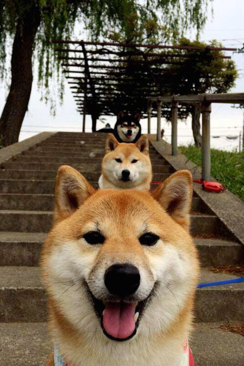 唯一主宰，小贾伦·杰克逊的节奏魔法，鹈鹕斩落北境猛龙